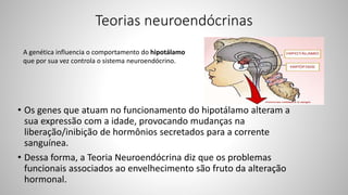 Teorias neuroendócrinas
• Os genes que atuam no funcionamento do hipotálamo alteram a
sua expressão com a idade, provocando mudanças na
liberação/inibição de hormônios secretados para a corrente
sanguínea.
• Dessa forma, a Teoria Neuroendócrina diz que os problemas
funcionais associados ao envelhecimento são fruto da alteração
hormonal.
A genética influencia o comportamento do hipotálamo
que por sua vez controla o sistema neuroendócrino.
 