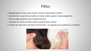 Pêlos
• Redução geral em todo corpo, exceto: narinas, sobrancelhas e orelhas
• Sexo feminino: surgimento de pêlos em mento e lábio superior: hiperandogenismo.
• Perda da pigmentação do pelo (cabelos brancos)
• Inativação de células do bulbo capilar: queda de pelos, calvice.
• Os pelos do corpo são os primeiros a diminuírem, em seguida vem os pubianos e os axilares.
 