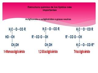 Estructura química de los lípidos más
importantes
Acilgliceroles o acilglicéridos o grasas neutras
 