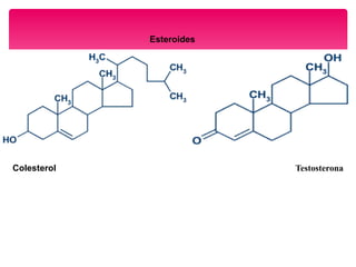 Esteroides
Colesterol Testosterona
 