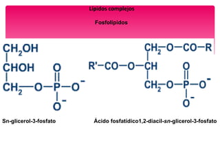 Lípidos complejos
Fosfolípidos
Sn-glicerol-3-fosfato Ácido fosfatídico1,2-diacil-sn-glicerol-3-fosfato
 