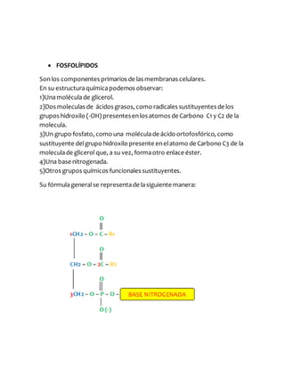  FOSFOLÍPIDOS
Sonlos componentes primarios de las membranas celulares.
En su estructuraquímicapodemos observar:
1)Unamoléculade glicerol.
2)Dos moleculas de ácidos grasos, como radicales sustituyentes de los
grupos hidroxilo (-OH) presentesenlos atomos de Carbono C1 y C2 de la
molecula.
3)Un grupo fosfato, como una moléculade ácido ortofosfórico, como
sustituyente delgrupo hidroxilo presente enelatomo de Carbono C3 de la
moleculade glicerol que, a su vez, formaotro enlace éster.
4)Una base nitrogenada.
5)Otros grupos químicos funcionales sustituyentes.
Su fórmulageneralse representade lasiguiente manera:
 