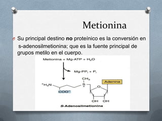 Metionina
O Su principal destino no proteínico es la conversión en
s-adenosilmetionina; que es la fuente principal de
grupos metilo en el cuerpo.
 