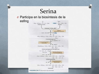 Serina
O Participa en la biosíntesis de la
esfingosina
 