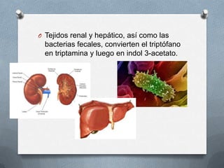 O Tejidos renal y hepático, así como las
bacterias fecales, convierten el triptófano
en triptamina y luego en indol 3-acetato.
 