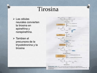 Tirosina
 Las células
neurales convierten
la tirosina en
epinefrina y
norepinefrina.
 Tambien el
precursora de la
triyodotironina y la
tiroxina
 