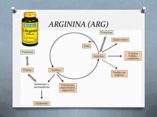 ARGININA (ARG)
 
