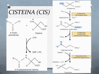 CISTEINA (CIS)
 