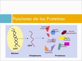 Funciones de las Proteínas  