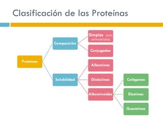 Clasificación de las Proteínas  