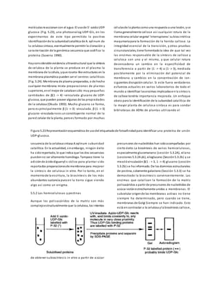 moléculasreaccionan con el agua. El usode 5'-azidoUDP-
glucosa (Fig. 5.23), una photoanalog UDP-Glc, en los
experimentos de este tipo permitido lo positivo
identificaciónde la subunidadcatalítica de A. xylinum de
la celulosa sintasa, eventualmente permitir la clonación y
caracterización de la genómica secuencia que codifica la
proteína (Saxena 1990).
Hayconsiderable evidencia ultraestructural que la síntesis
de celulosa de la planta se produce en el plasma la
membrana de la célula, yque roseta-like estructuras en la
membrana plasmática pueden ser el centros catalíticos
(Fig. 5.24). Membrana de plasma preparados, o de hecho
cualquier membrana mixta preparaciones de plantas
superiores, enel mejor de catalizan sólo muy pequeñas
cantidades de β(1 -> 4) –vinculada glucano de UDP-
glucosa, que pueden poseer algunas de las propiedades
de la celulosa (Okuda 1993). Mucho glucano se forma,
pero es principalmente β (1 -> 3) -vinculada. β (1 -> 3)
glucano-vinculada noes un constituyente normal de la
pared celular de la planta, peroes formado por muchas
célulasde la planta comouna respuesta a una lesión, yse
llama generalmente callose así cualquier rotura de la
membrana celular vegetal 'interruptores' subiosintética
maquinariapara la formación de la herida callose. La
integridad esencial de la transición, y otras pruebas
circunstanciales, tiene fomentadola idea de que tal vez
las enzimas responsable de la síntesis de callose y
celulosa son uno y el mismo, y que celular rotura
desencadena un cambio en la especificidad de
transferencia a partir de (1 -> 4) a (1 -> 3), mediada
posiblemente por la eliminación del potencial de
membrana y cambios en la concentración de ion-
siguientes disrupción celular. Si este fuera verdaderos
esfuerzos actuales en varios laboratorios de todo el
mundo a identificar lasenzimas implicadasenla síntesis
de callose tendría importancia mejorada. Un enfoque
obvio para la identificación de la subunidad catalítica de
la mayor planta de celulosa sintasa es para sondar
bibliotecas de ADNc de plantas utilizando el
Figura 5.23 Representaciónesquemática de usodel etiquetadode fotoafinidadpara identificar una proteína de unión
UDP-glucosa.
secuencia de la celulosasintasa A.xylinum subunidad
catalítica. En la actualidad, sinembargo, ningún éxito
ha sidoreportado, lo que indica que los dos secuencias
puedenno ser altamente homóloga. Tampoco tiene la
adiciónde ácido diguanylic cíclico para plantar sido
reportados preparacionesde membrana para mejorar
la síntesis de celulosa in vitro. Por l o tanto, en el
momentode la escritura, la biosíntesis de los más
abundantes sustancia pura en la tierra sigue siendo
algo así como un enigma.
5.5.2 Las hemicelulosas y pectinas
Aunque los polisacáridos de la matriz son más
complejoestructuralmente que la celulosa, los intentos
de obtener subiosíntesis in vitro a partir de azúcar
precursores de nucleótidos han sidoacompañadas por
cierto éxito. La biosíntesis de varios hemicelulosas,
especialmente glucomanano (sección 5.3.2A), xilano
(secciones 5.3.2A yb), xiloglucano (Sección5.3.2b) y se
mezclóvinculación β(1 - > 3, 1 -> 4) glucano (sección
5.3.2b) se ha informado. De los dominios estructurales
de pectina, solamente galactano (Sección 5.3.3) se ha
demostrado la biosíntesis convincentemente. Las
enzimas que catalizan la formación de la matriz
polisacáridos a partir de precursores de nucleótidos de
azúcar estánestrechamente unidos a membranas. El
subcelular origende las membranas activas no tiene
siempre ha determinado, pero cuando se tiene,
membranas de Golgi Siempre se han indicado. Esto
está encontrastar a la celulosa yla biosíntesis callose,
 