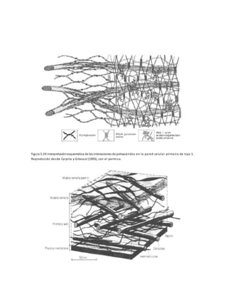 figura 5.19 interpretaciónesquemática de las interacciones de polisacáridos en la pared celular primaria de tipo 1.
Reproducido desde Carpita y Gibeaut (1993), con el permiso.
 