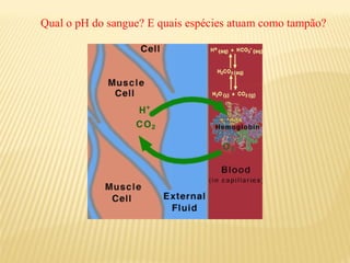 Qual o pH do sangue? E quais espécies atuam como tampão?
 