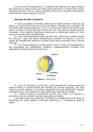 Uma vez que os triacilgliceróis e o colesterol são insolúveis em água, também
são insolúveis no sangue e para que estes sejam absorvidos e circulem pela corrente
sanguínea precisam unir-se a certas proteínas formando as chamadas lipoproteínas.
Esse processo se dá da seguinte maneira:


       Absorção de TAG e Colesterol

       1º- Após a ingestão de alimentos gordurosos os lipídeos sofrem a ação dos sais
biliares no intestino formando micelas de sais biliares, triacilgliceróis e colesterol. Os
sais biliares são moléculas anfifílicas, isto é, a sua estrutura contém uma porção que é
solúvel em água e uma porção que é solúvel em óleo. Esse tipo de molécula quando
misturada a uma molécula hidrofóbica proporciona a solubilização destas em meio
aquoso, funcionam como um detergente.
       2º - Uma vez formada essa micela (sal biliar-TAG- colesterol) a molécula lipídica
fica acessível à ação das lípases hidrossolúveis presentes no intestino e ocorre a
quebra dos triacilgliceróis liberando os ácidos graxos que se difundem para a mucosa
intestinal.
       3º - Na mucosa intestinal os ácidos graxos voltam a formar os triacilgliceróis e
são incorporados com fosfolipídeos, colesterol e apolipoproteínas, formando uma
lipoproteína chamada quilomícron (Figura 6).




                                 Figura 6 – Quilomícron



        4º - Uma vez formados os quilomícron, essas lipoproteínas são absorvidas pelo
sistema linfático e posteriormente são liberados na corrente sanguínea, por onde
chegam ao tecido adiposo e musculatura esquelética onde são hidrolisados e liberam
triacilgliceróis que são utilizados por esses tecidos para obtenção de energia.
        5º - Nesse processo os quilomícron perdem seus TAGs e se reduzem a
quilomícron ricos em colesterol que são capturados pelo fígado.
        A principal função dos quilomícron é entregar os triacilgliceróis provenientes da
alimentação ao tecido adiposo e muscular esquelético e o colesterol,da dieta ao
fígado.




Bioquímica na Cozinha                                                                74
 