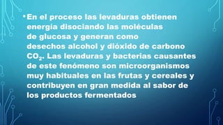 •En el proceso las levaduras obtienen
energía disociando las moléculas
de glucosa y generan como
desechos alcohol y dióxido de carbono
CO2. Las levaduras y bacterias causantes
de este fenómeno son microorganismos
muy habituales en las frutas y cereales y
contribuyen en gran medida al sabor de
los productos fermentados
 