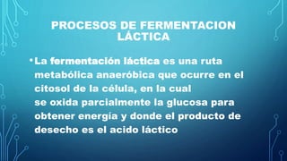 PROCESOS DE FERMENTACION
LÁCTICA
•La fermentación láctica es una ruta
metabólica anaeróbica que ocurre en el
citosol de la célula, en la cual
se oxida parcialmente la glucosa para
obtener energía y donde el producto de
desecho es el acido láctico
 