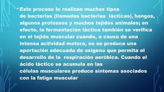 • Este proceso lo realizan muchos tipos
de bacterias (llamadas bacterias lácticas), hongos,
algunos protozoos y muchos tejidos animales; en
efecto, la fermentación láctica también se verifica
en el tejido muscular cuando, a causa de una
intensa actividad motora, no se produce una
aportación adecuada de oxígeno que permita el
desarrollo de la respiración aeróbica. Cuando el
ácido láctico se acumula en las
células musculares produce síntomas asociados
con la fatiga muscular
 