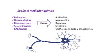 Según el mediador químico
 Colinérgicas
 Noradrenérgicas
 Dopaminérgicas
 Serotoninérgicas
 GABAérgicas
Liberan
Acetilcolina
Norepinefrina
Dopamina
Serotonina
GABA, es decir, ácido γ-aminobutírico
 