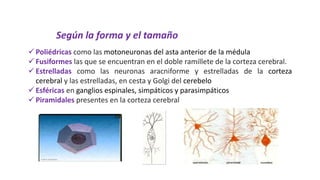  Poliédricas como las motoneuronas del asta anterior de la médula
 Fusiformes las que se encuentran en el doble ramillete de la corteza cerebral.
 Estrelladas como las neuronas aracniforme y estrelladas de la corteza
cerebral y las estrelladas, en cesta y Golgi del cerebelo
 Esféricas en ganglios espinales, simpáticos y parasimpáticos
 Piramidales presentes en la corteza cerebral
Según la forma y el tamaño
 