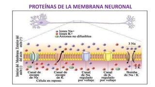 PROTEÍNAS DE LA MEMBRANA NEURONAL
 