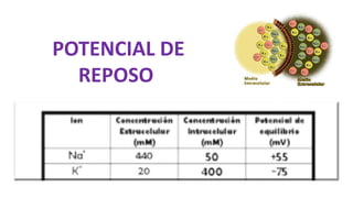 POTENCIAL DE
REPOSO
 