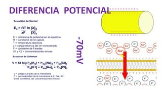 DIFERENCIA POTENCIAL
-70mV
 