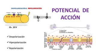  Despolarización
 Hiperpolarización
 Repolarización
POTENCIAL DE
ACCIÓN
 