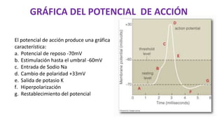 GRÁFICA DEL POTENCIAL DE ACCIÓN
El potencial de acción produce una gráfica
característica:
a. Potencial de reposo -70mV
b. Estimulación hasta el umbral -60mV
c. Entrada de Sodio Na
d. Cambio de polaridad +33mV
e. Salida de potasio K
f. Hiperpolarización
g. Restablecimiento del potencial
 