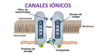CANALES IÓNICOS
 