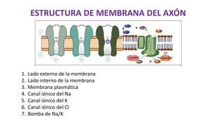 ESTRUCTURA DE MEMBRANA DEL AXÓN
1. Lado externo de la membrana
2. Lado interno de la membrana
3. Membrana plasmática
4. Canal iónico del Na
5. Canal iónico del K
6. Canal iónico del Cl
7. Bomba de Na/K
 