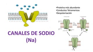 CANALES DE SODIO
(Na)
•Proteína más abundante
•Conductos Tetramericos
•Despolarización
 
