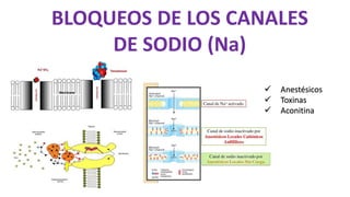 BLOQUEOS DE LOS CANALES
DE SODIO (Na)
 Anestésicos
 Toxinas
 Aconitina
 