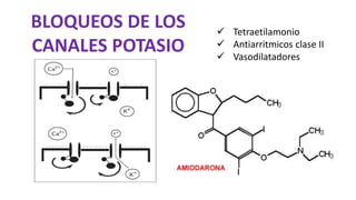  Tetraetilamonio
 Antiarritmicos clase II
 Vasodilatadores
BLOQUEOS DE LOS
CANALES POTASIO
 