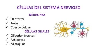 CÉLULAS DEL SISTEMA NERVIOSO
NEURONAS
 Dentritas
 Axón
 Cuerpo celular
CÉLULAS GLIALES
 Oligodendrocitos
 Astrocitos
 Microglias
 