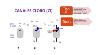 CANALES CLORO (Cl)
 