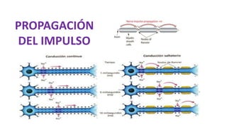 PROPAGACIÓN
DEL IMPULSO
 