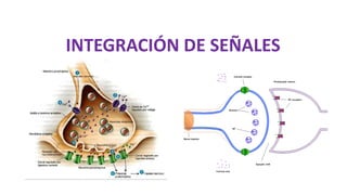 INTEGRACIÓN DE SEÑALES
 