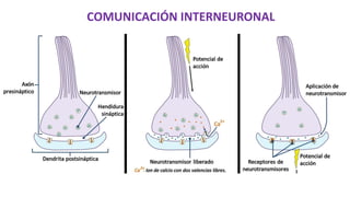 COMUNICACIÓN INTERNEURONAL
 