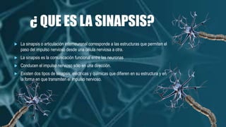 ¿ QUE ES LA SINAPSIS?
 La sinapsis o articulación interneuronal corresponde a las estructuras que permiten el
paso del impulso nervioso desde una célula nerviosa a otra.
 La sinapsis es la comunicación funcional entre las neuronas
 Conducen el impulso nervioso sólo en una dirección.
 Existen dos tipos de sinapsis, eléctricas y químicas que difieren en su estructura y en
la forma en que transmiten el impulso nervioso.
 