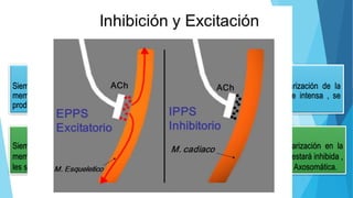 EXCITATORIA
Siempre que se transmite información a través de ella se produce una despolarización de la
membrana en la neurona postsináptica. Si esta despolarización es suficientemente intensa , se
producirá un potencial de acción. (axodendrítica)
INHIBITORIA
Siempre que se transmite información a través de ella se produce una hiperpolarización en la
membrana de la neurona postsinaptica , mientras dure la hiperpolarización la neurona estará inhibida ,
les será más difícil emitir un potencial de acción ( necesitará un valor umbral más alto). Axosomática.
TIPOS DE SINAPSIS SEGÚN EL
EFECTO POSTSINAPTICO:
 