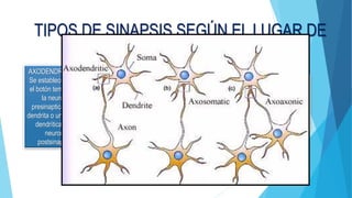 TIPOS DE SINAPSIS SEGÚN EL LUGAR DE
CONTACTO:
AXODENDRÍTICAS:
Se establecen entre
el botón terminal de
la neurona
presinaptica y una
dendrita o una espina
dendrítica de la
neurona
postsinaptica.
AXOAXOMICAS :
se establece entre el
botoón terminal de la
neurona presinaptica y
la terminal axonica de
la neurona
postsinaptica
AXOSOMÁTICAS:
Se establece entre el
botón terminal de la
neurona presinaptica y el
soma de la neurona
postsinaptica
 