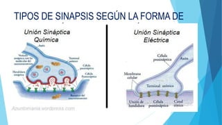 TIPOS DE SINAPSIS SEGÚN LA FORMA DE
TRANSMISIÓN DE INFORMACIÓN:
SINAPSIS ELÉCTRICA
Es una sinapsis en la que la
tranmisión entre la primera
neurona y la segunda es por el
pasode iones de una célula a otra
a través de uniones gap( canales
formados por el acoplamiento de
complejos proteicos llamados
comexinas ) son más rápidas que
la sinapsis química)
SINAPSIS QUÍMICA
Una sustancia , el
neurotransmisor hace de
puente entre las dos neuronas,
se difunde a través del estrecho
espacio y se adhiere a los
receptores que son moléculas
especiales de proteínas que se
encuentran en la membrana
plasmática
 