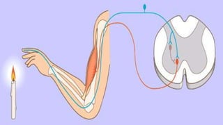 REACCIONES
NEUROMUSCULARES
 