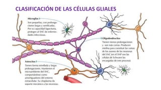 CLASIFICACIÓN DE LAS CÉLULAS GLIALES
 
