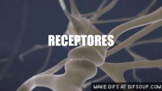 RECEPTORES
 