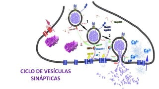 CICLO DE VESÍCULAS
SINÁPTICAS
 