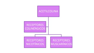 ACETILCOLINA
RECEPTORES
NICOTÍNICOS
RECEPTORES
MUSCARÍNICOS
RECEPTORES
COLINÉRGICOS
 
