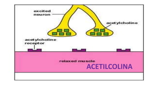 ACETILCOLINA
 