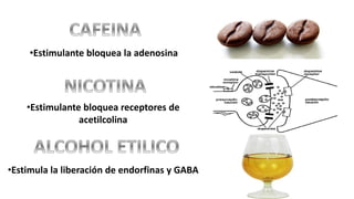 •Estimulante bloquea la adenosina
•Estimulante bloquea receptores de
acetilcolina
•Estimula la liberación de endorfinas y GABA
 
