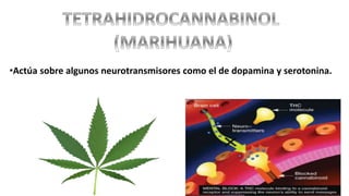 •Actúa sobre algunos neurotransmisores como el de dopamina y serotonina.
 